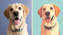 create amazing disney pet portrait