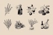 provide scientific style botanical food illustrations