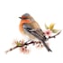 illustrate any bird you want