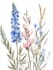 draw botanical illustration flower, plant design
