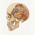 draw detailed medical illustrations
