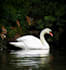 take professional nature photography
