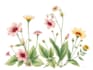 do a botanical illustration