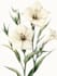 illustrate best botanical illustration