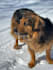create authentic dog ugc videos for pet brands and products