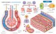 design annotated conceptual anatomy illustrations