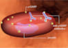 create engaging 2d or 3d scientific and medical visuals