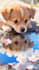 draw detail animal illustration