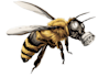 vectorize or redraw logo, image and sketch