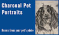 draw your dog or pet with charcoal