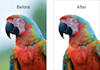 do professional background removal and clipping path
