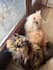 ugc pet videos with my cats