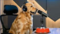 create funny ai talking animal, dog talk, ai talking animal