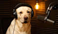 create viral ai talking animal video, dog lip sync shorts video