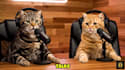 create ai talking animal video dog, cat lip sync shorts video