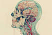 create medical illustration and diagram