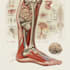 design medical and scientific illustration