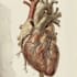 draw detailed medical illustrations