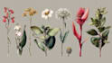do a botanical illustration