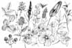 do best botanical line art illustration