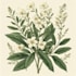 create a realistic botanical drawing