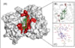 do molecular docking and protein ligand binding analysis