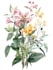 do botanical illustration, botanical family paintings