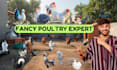 guide you to breed and grow fancy chickens successfully