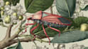 draw an animal and botanical illustration