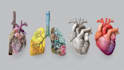 create anatomy, medical, and scientific illustrations