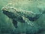 draw animals in scientific illustration digitally