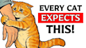 animated cat explainer videos like felune