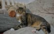 creating content with cats