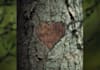 provide u a video in which my woodpecker will embed your logo/company name /url on wood