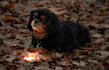 create professional portraits and pet photography