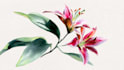 make botanical watercolor illustration