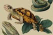 draw detail animal illustration