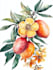 illustrate best botanical illustration