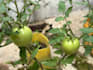 write expert, SEO friendly agricultural content