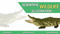 create detailed wildlife scientific illustration