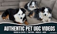 create authentic ugc pet videos for your dog or cat brand