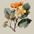 hand draw botanical illustrations