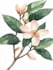 design a botanical illustration