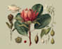 draw botanical watercolor clipart