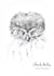 ink drawings and scientific illustration