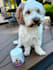 create authentic and engaging pet dog ugc videos