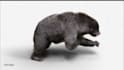 3d animal model animal design 3d animation