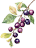 illustrate best botanical illustration