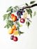 draw a botanical illustration