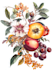 hand draw botanical illustrations